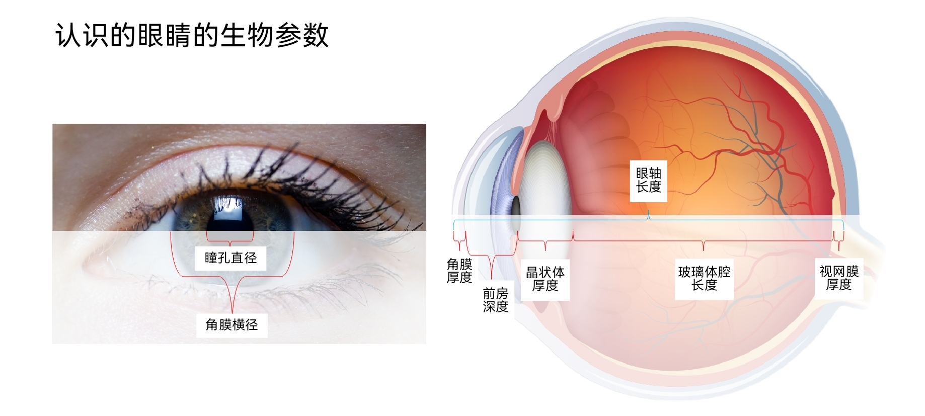 眼的生物参数.jpg