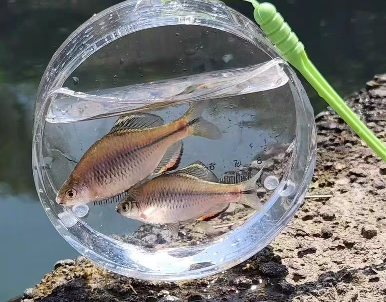 另辟蹊径-青岛玩小物钓？